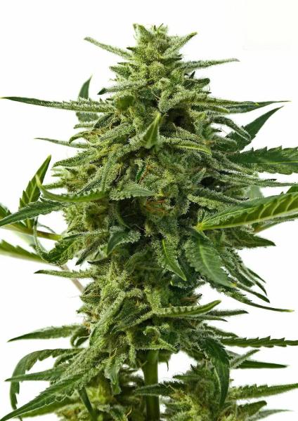 Northern Haze Auto 3+1